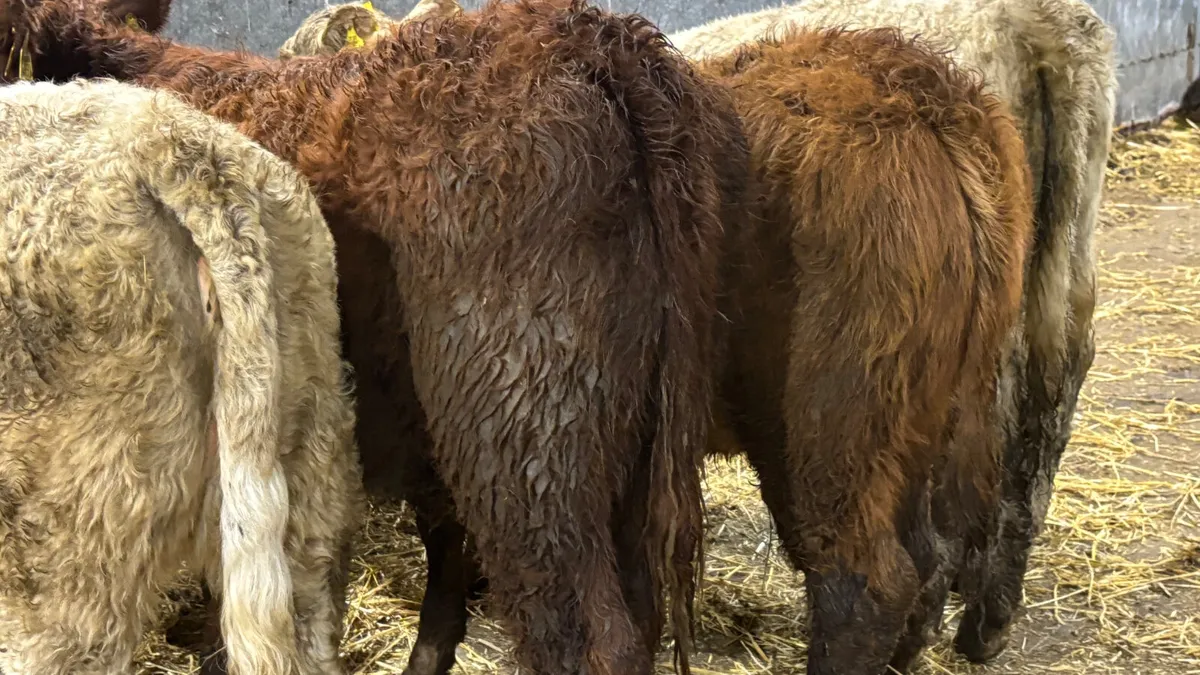 5 Lovely Quality Heifer Wealings - Image 4