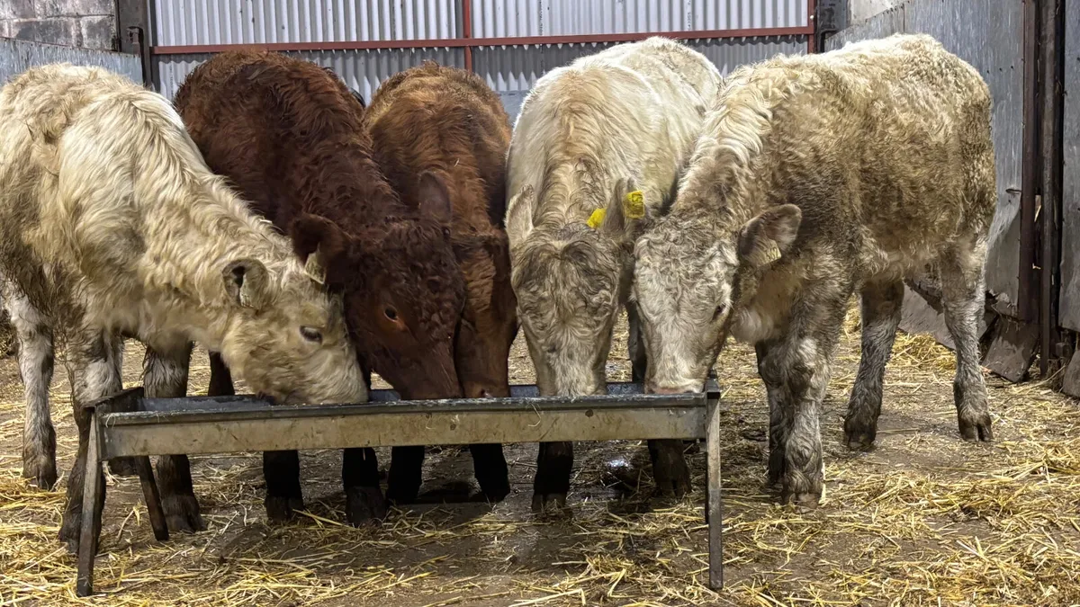 5 Lovely Quality Heifer Wealings - Image 1