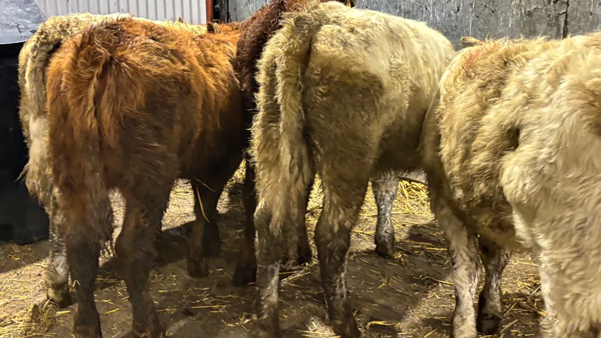 5 Lovely Quality Heifer Wealings - Image 3