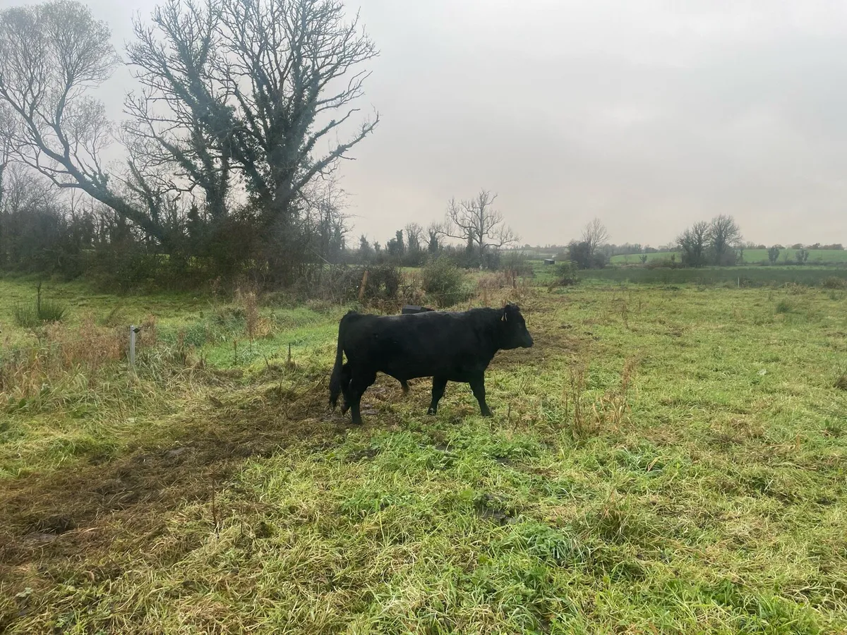 Pedigree Dexter Bull. - Image 2