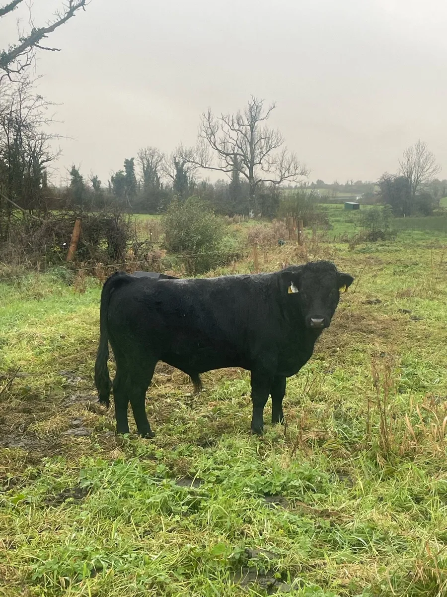 Pedigree Dexter Bull. - Image 3