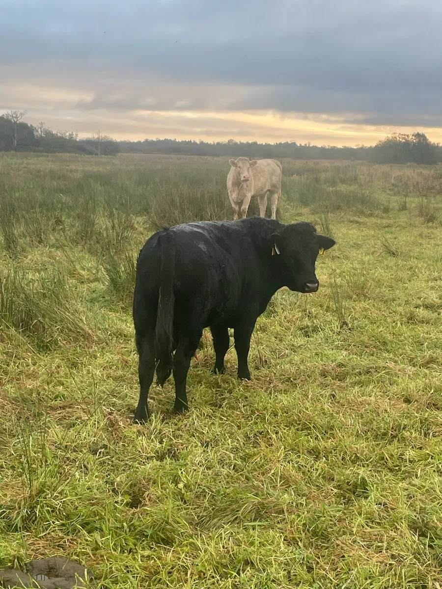 Pedigree Dexter Bull. - Image 4