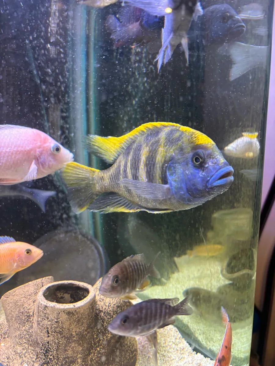 Cichlids - Image 4