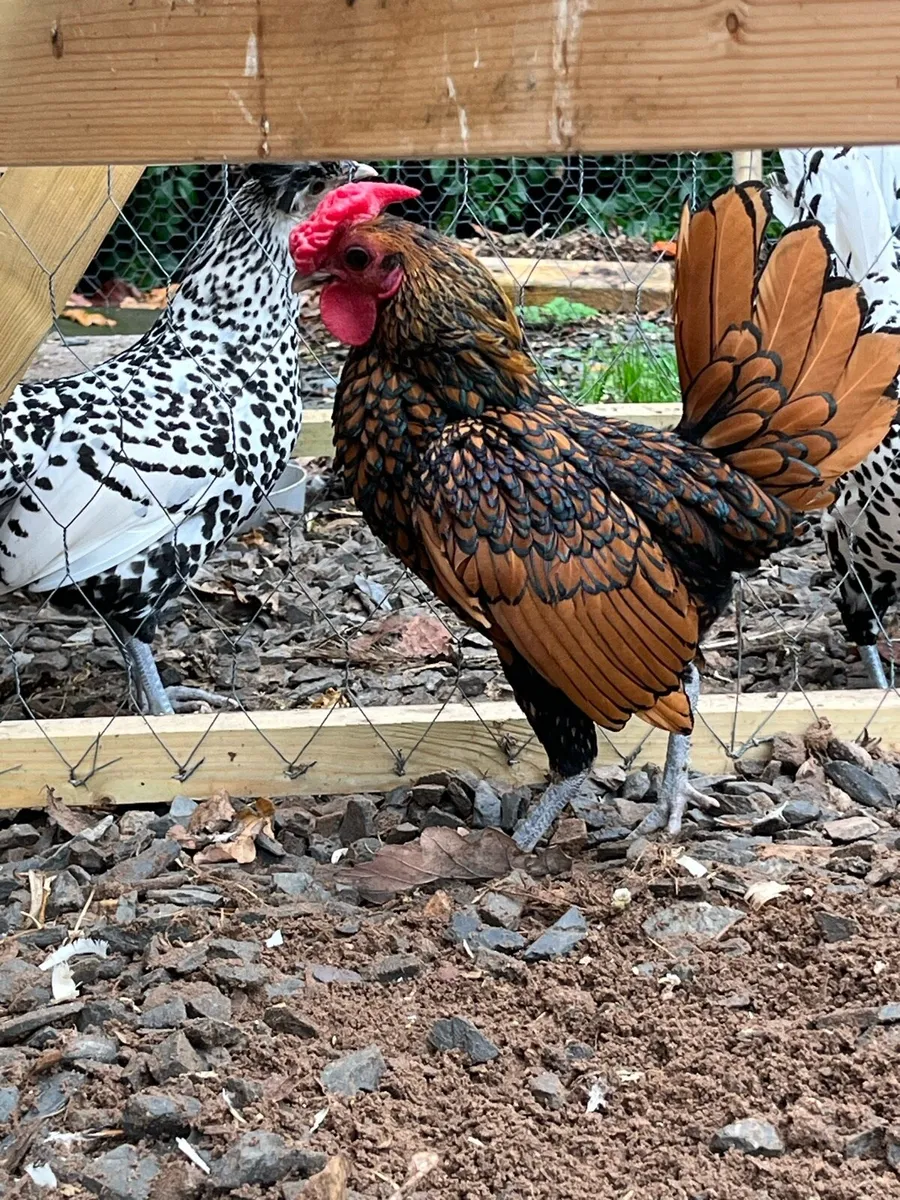 Gold Sebrights - Image 1