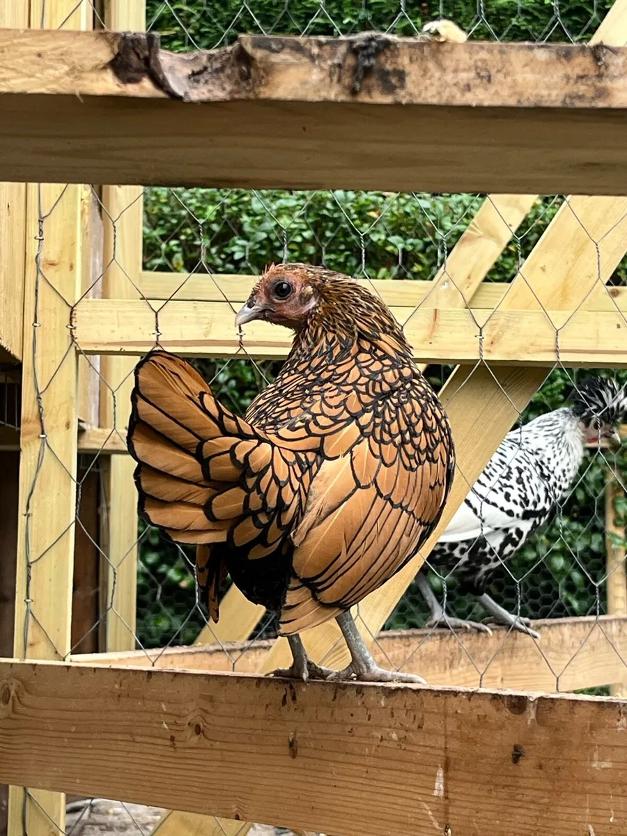 Gold Sebrights - Image 2