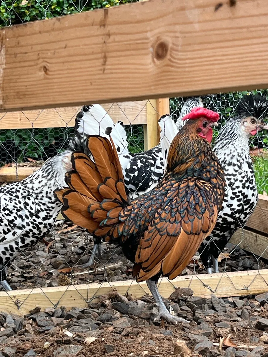 Gold Sebrights - Image 3