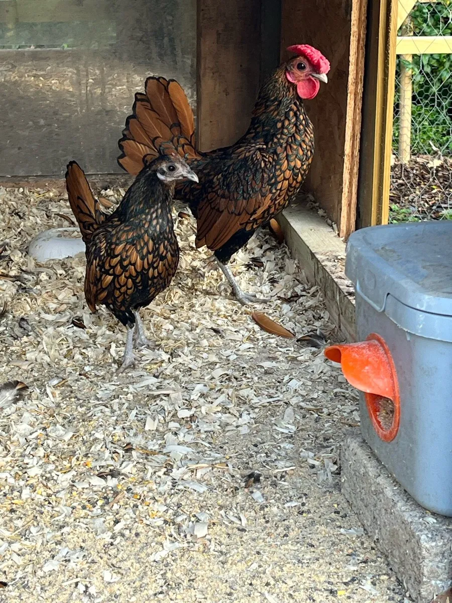 Gold Sebrights - Image 4