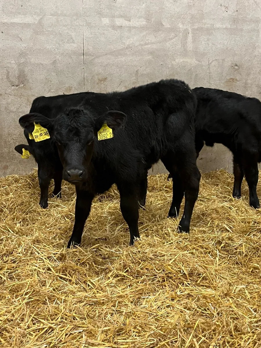 6 Angus Heifer Calves - Image 1