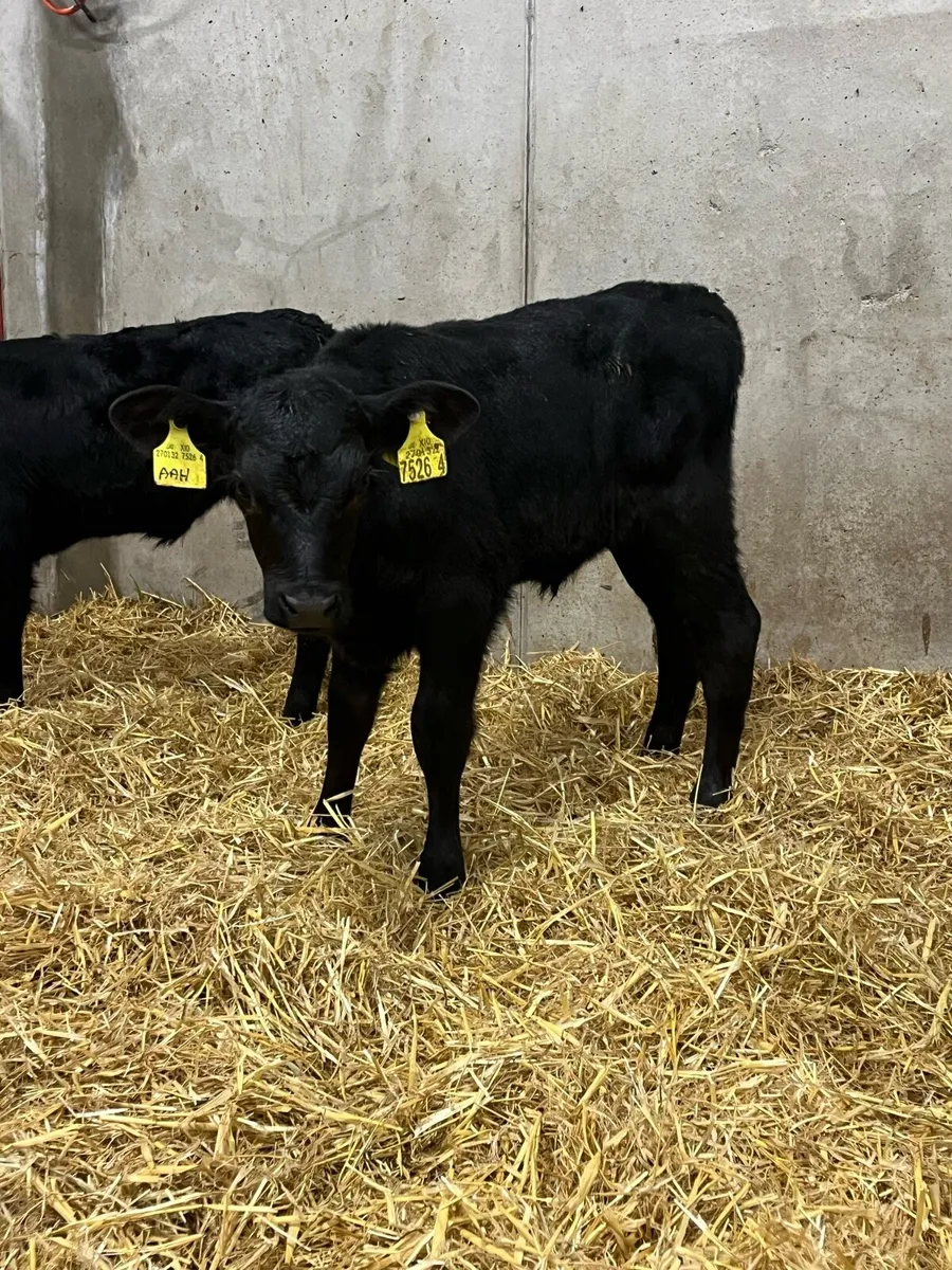 6 Angus Heifer Calves - Image 3