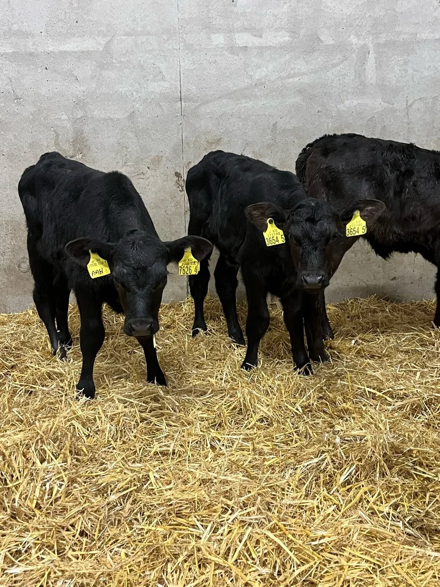 6 Angus Heifer Calves - Image 4