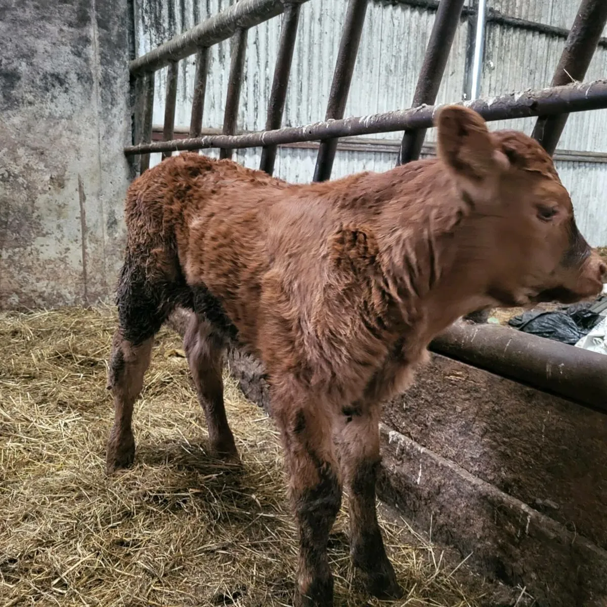 Wilodge Cerberus Bull Calf - Image 1