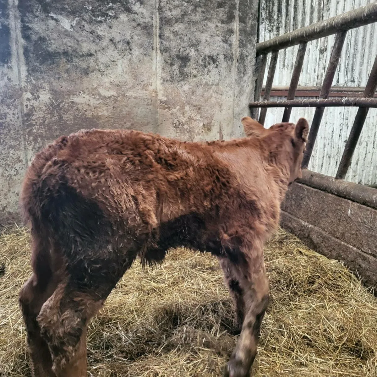 Wilodge Cerberus Bull Calf - Image 2
