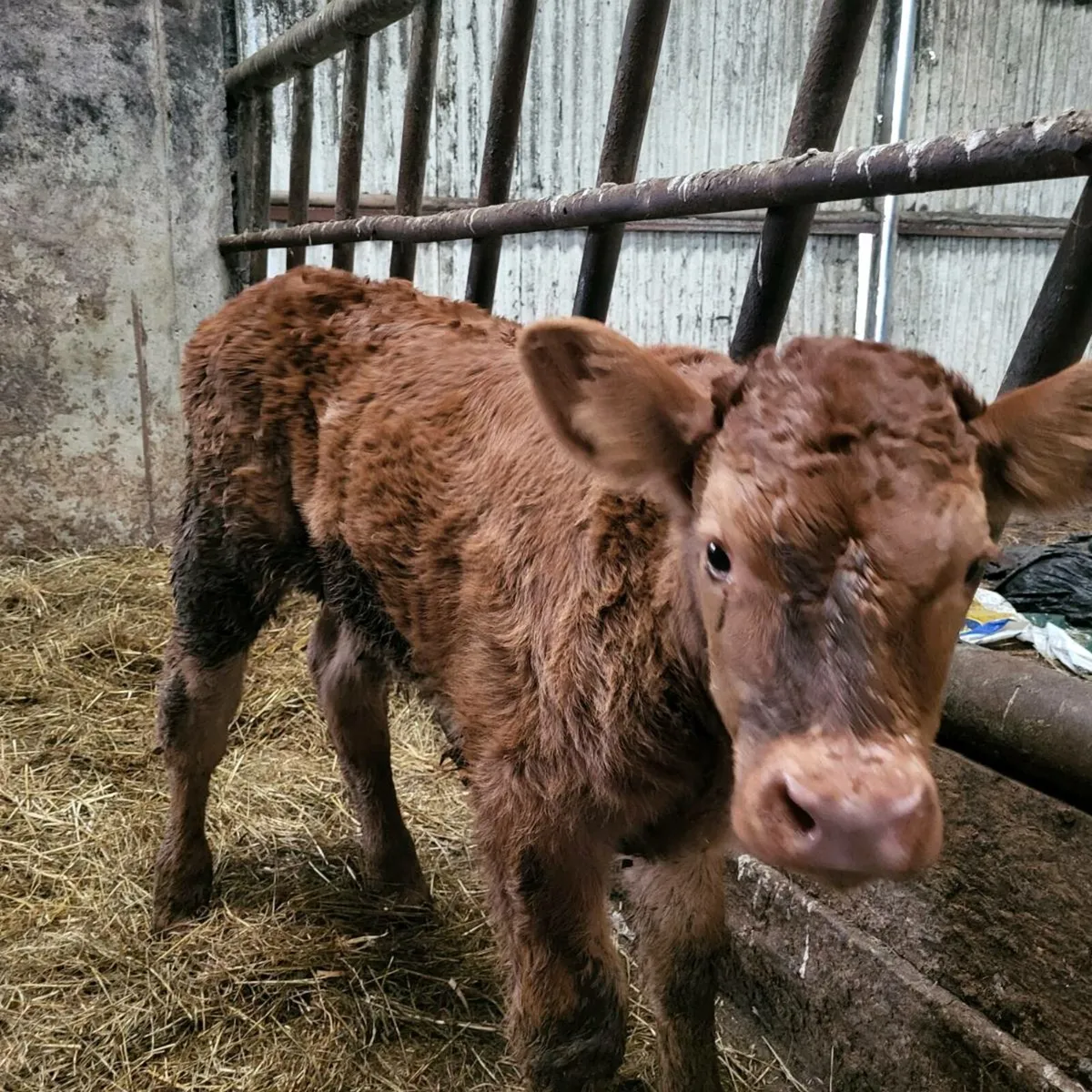 Wilodge Cerberus Bull Calf - Image 3