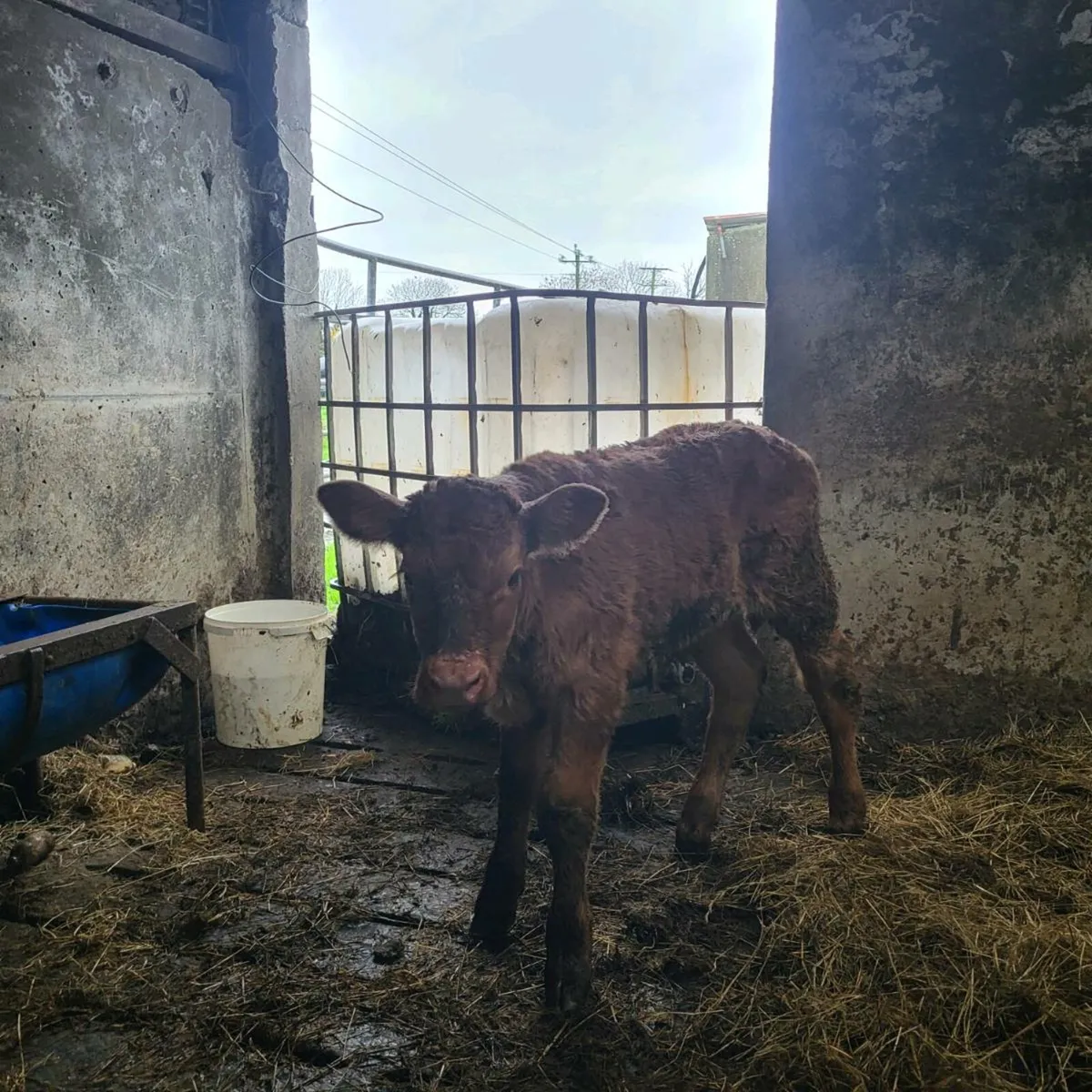 Wilodge Cerberus Bull Calf - Image 4