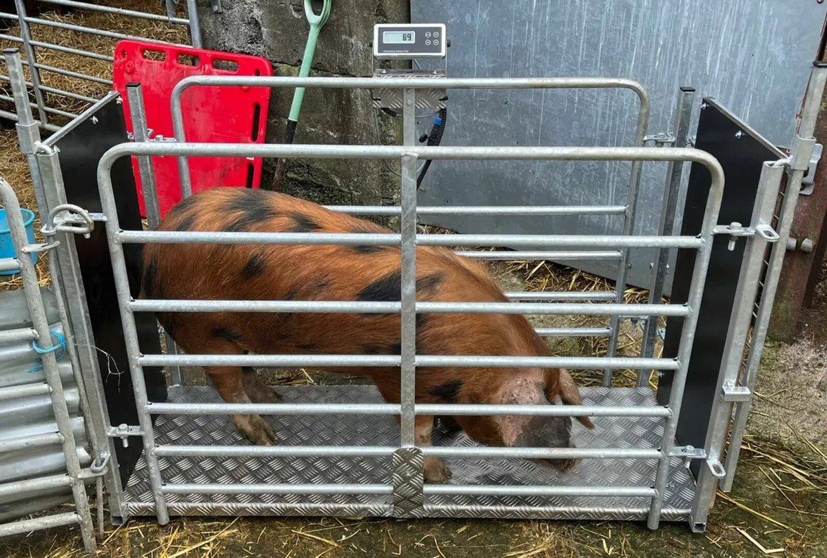 Scales for pig/calft/sheep/alpaca - Image 1