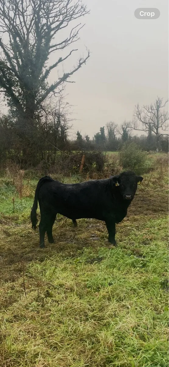 Pedigree Dexter Bull. - Image 1