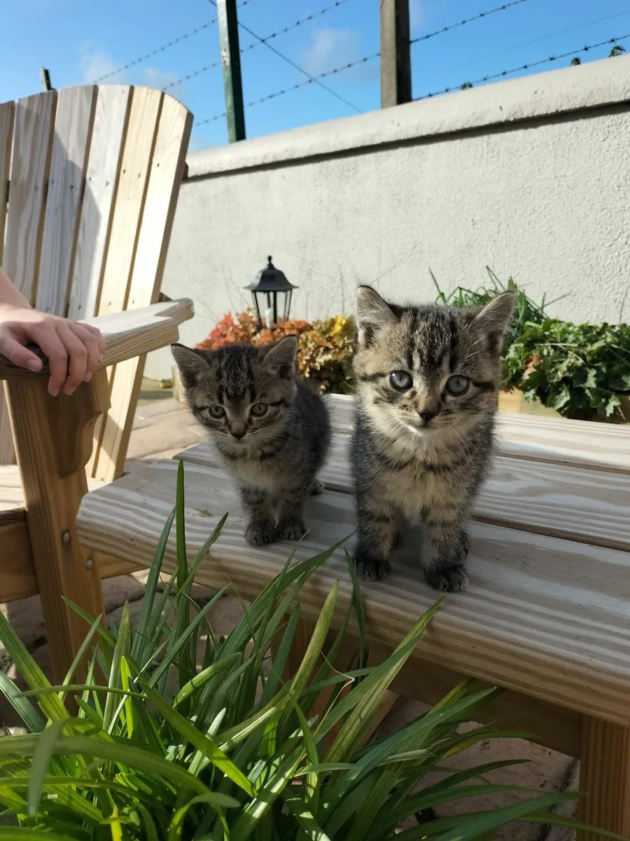 Kittens - Image 1