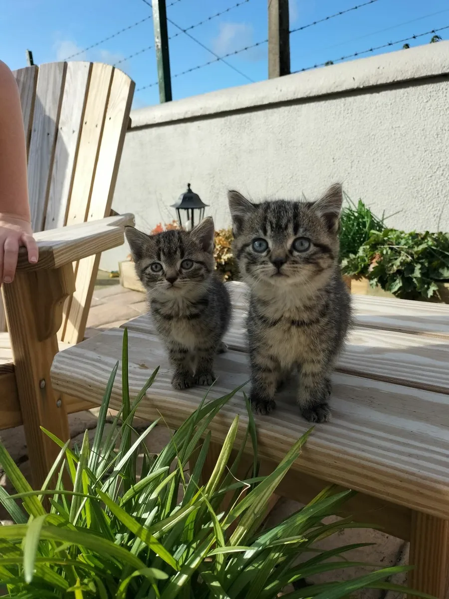 Kittens - Image 2
