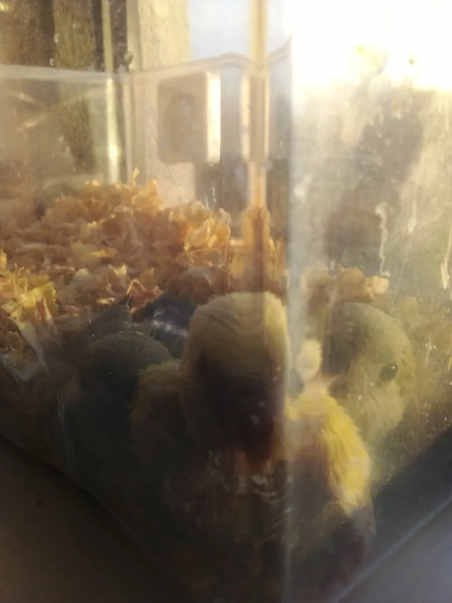 Hand Reared Lovebirds 🐦🐦🐦 - Image 3