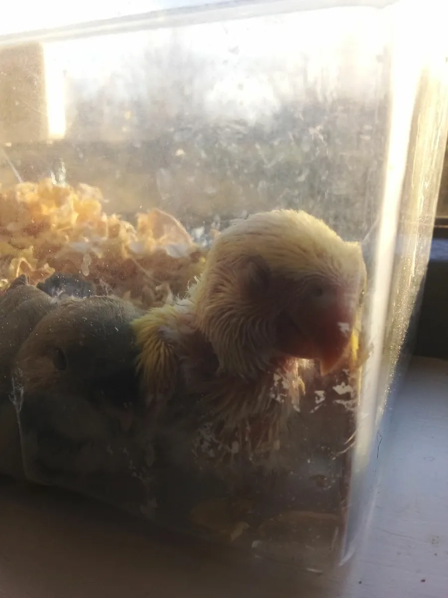 Hand Reared Lovebirds 🐦🐦🐦 - Image 4