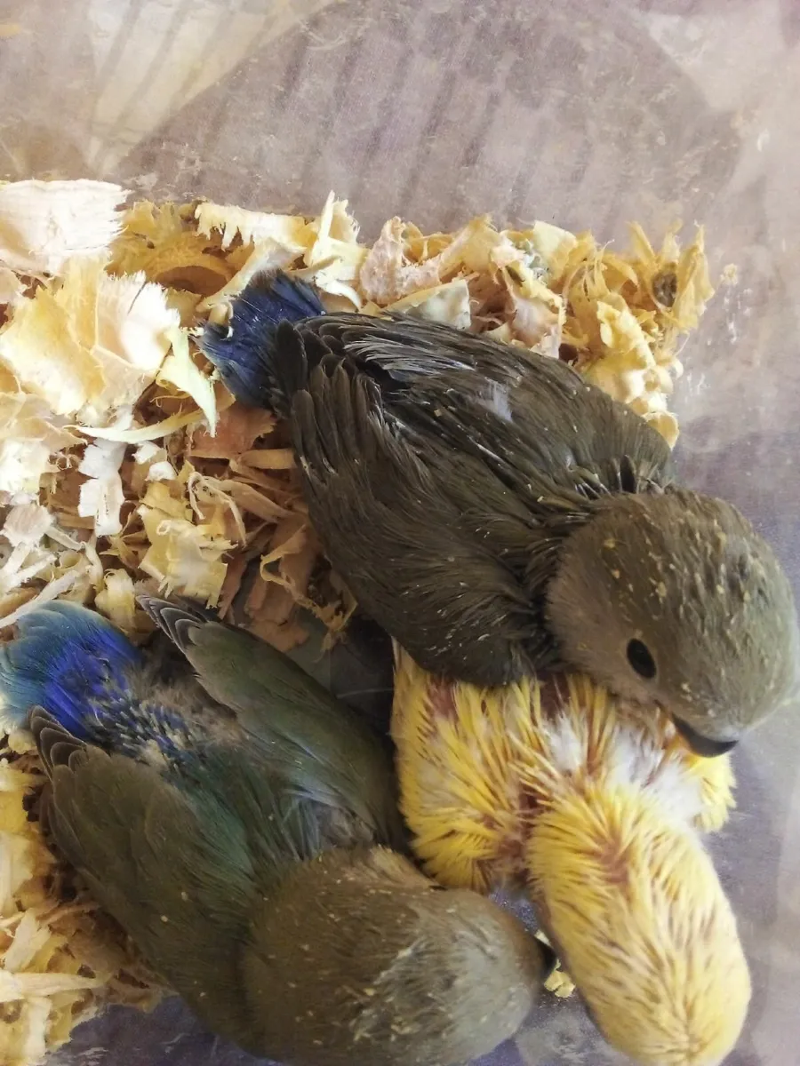 Hand Reared Lovebirds 🐦🐦🐦 - Image 1