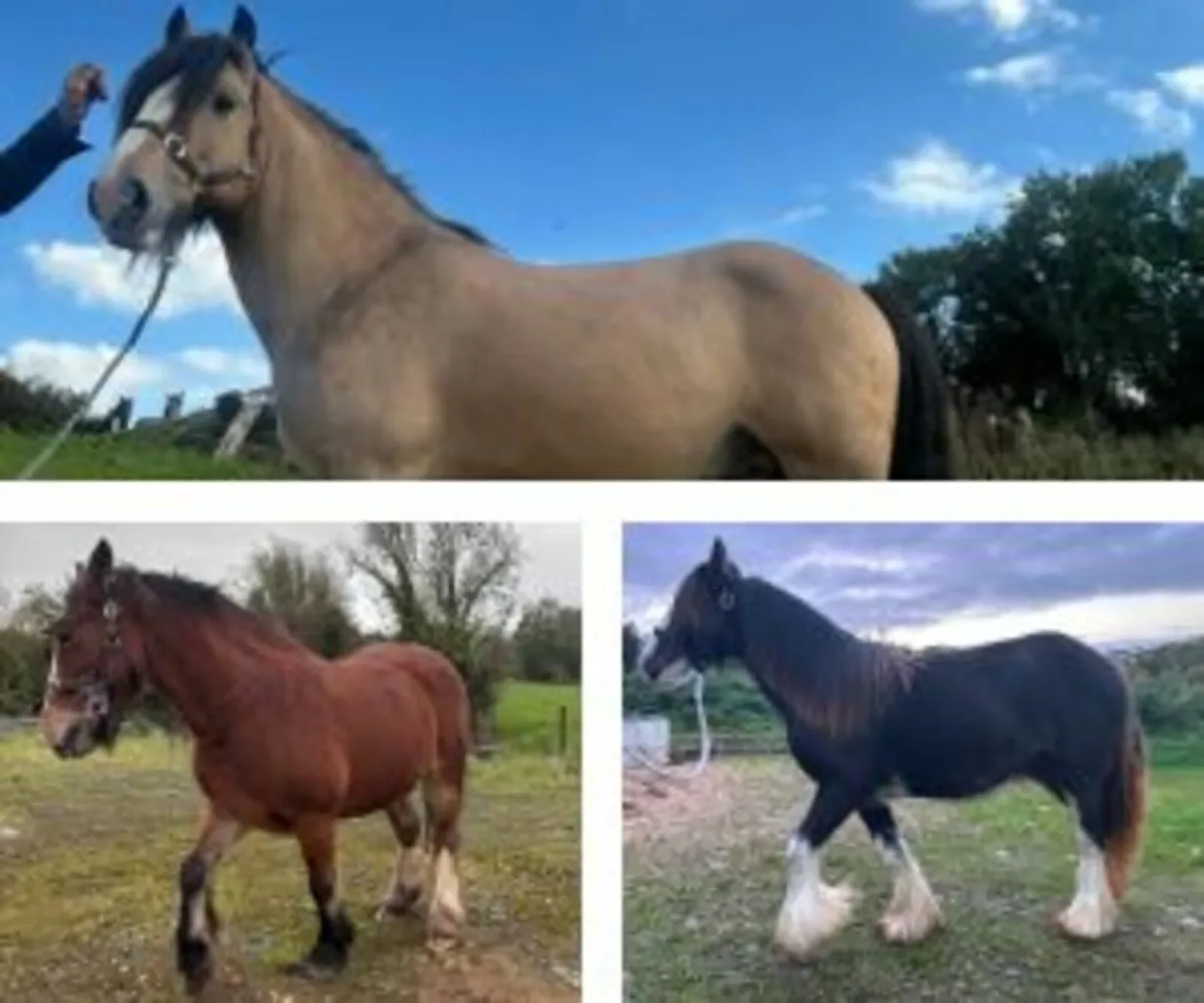 Selection of Irish Horses for Sale – New Listings - Image 1