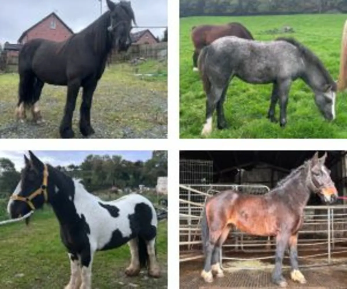 Selection of Irish Horses for Sale – New Listings - Image 2