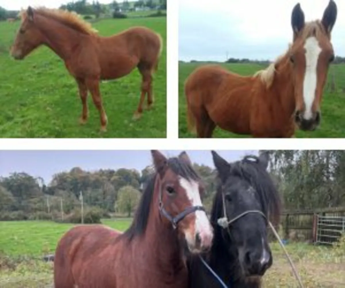 Selection of Irish Horses for Sale – New Listings - Image 3