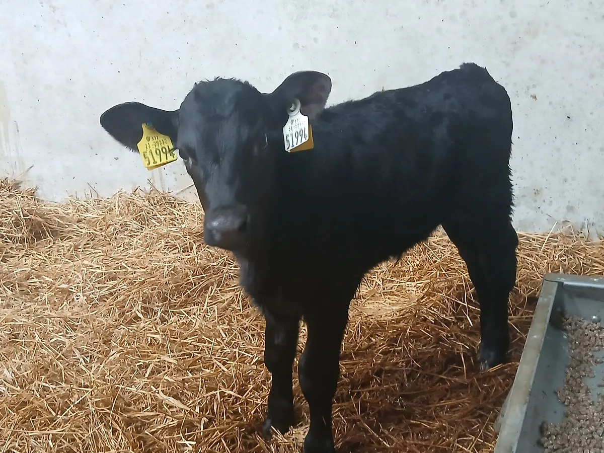 ****LAST BATCH**** Full symbol organic AA calves - Image 3