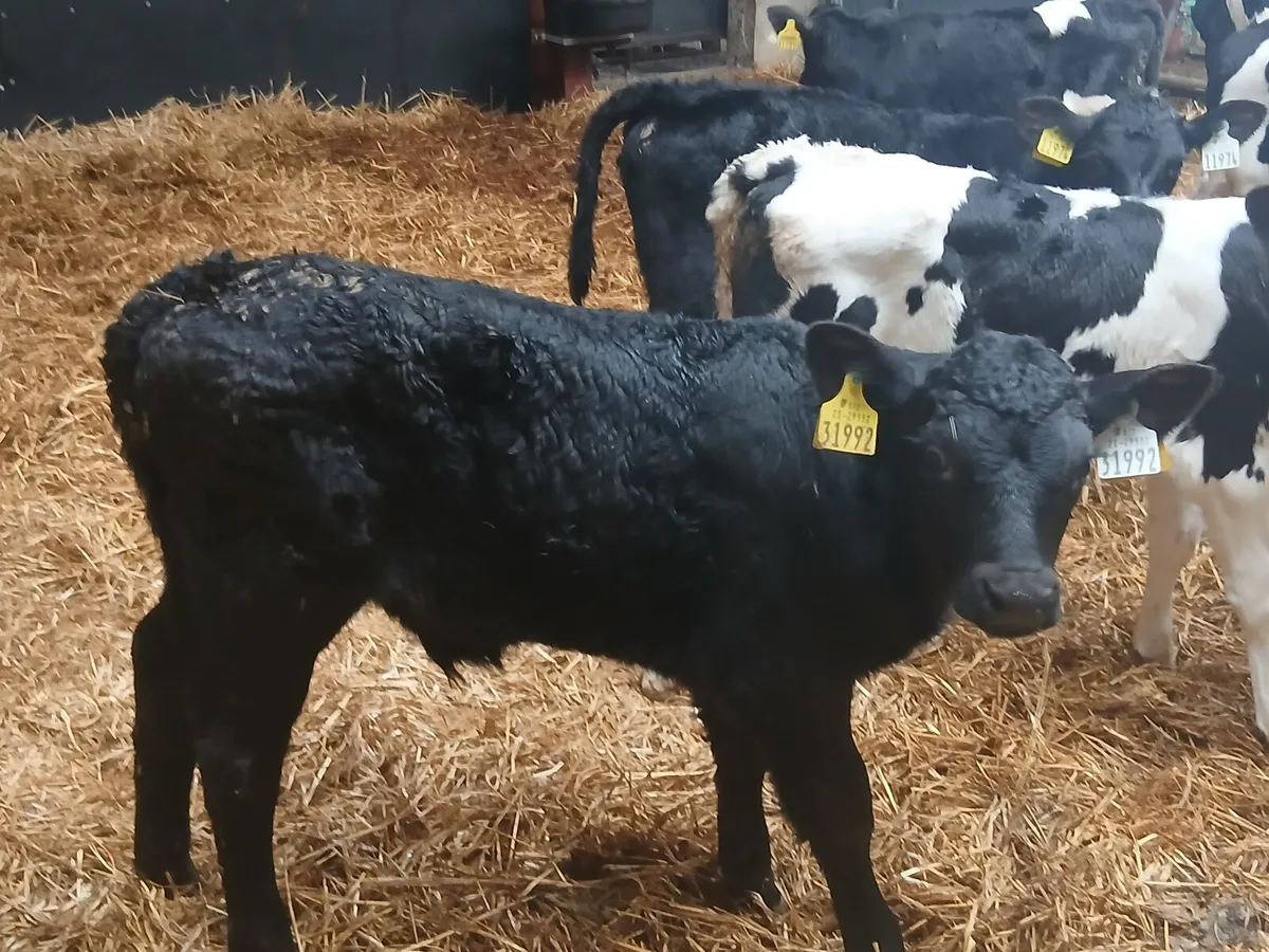 ****LAST BATCH**** Full symbol organic AA calves - Image 4