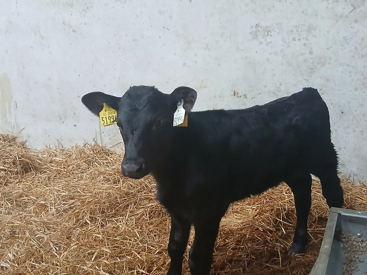 ****LAST BATCH**** Full symbol organic AA calves - Image 1