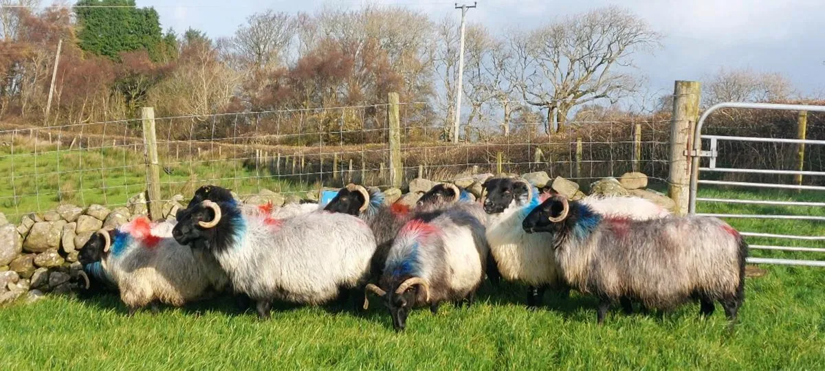 MAYO BLACKFACE EWES - Image 2