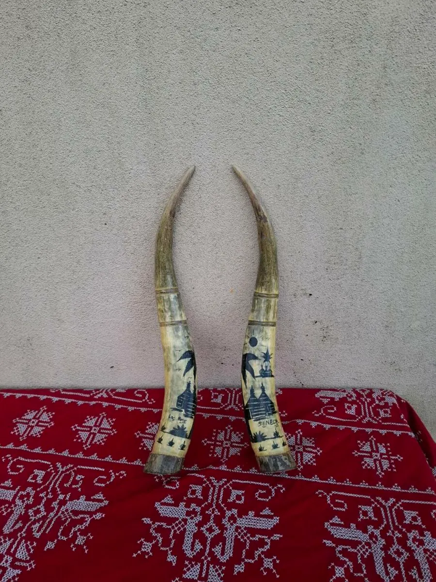 Waterbuffalo long horn possible to post - Image 1