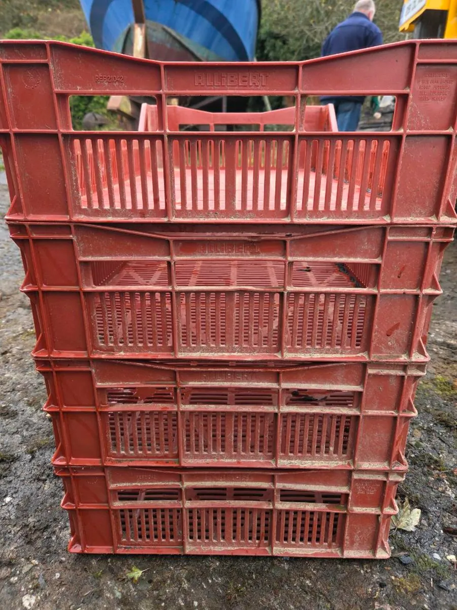 Potato sprouting boxes - Image 2