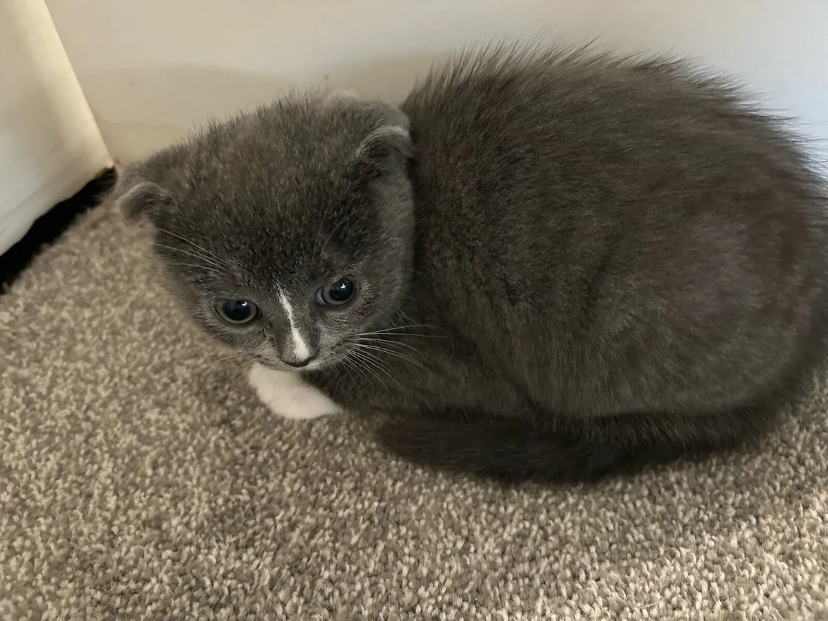 British short hair - Image 1