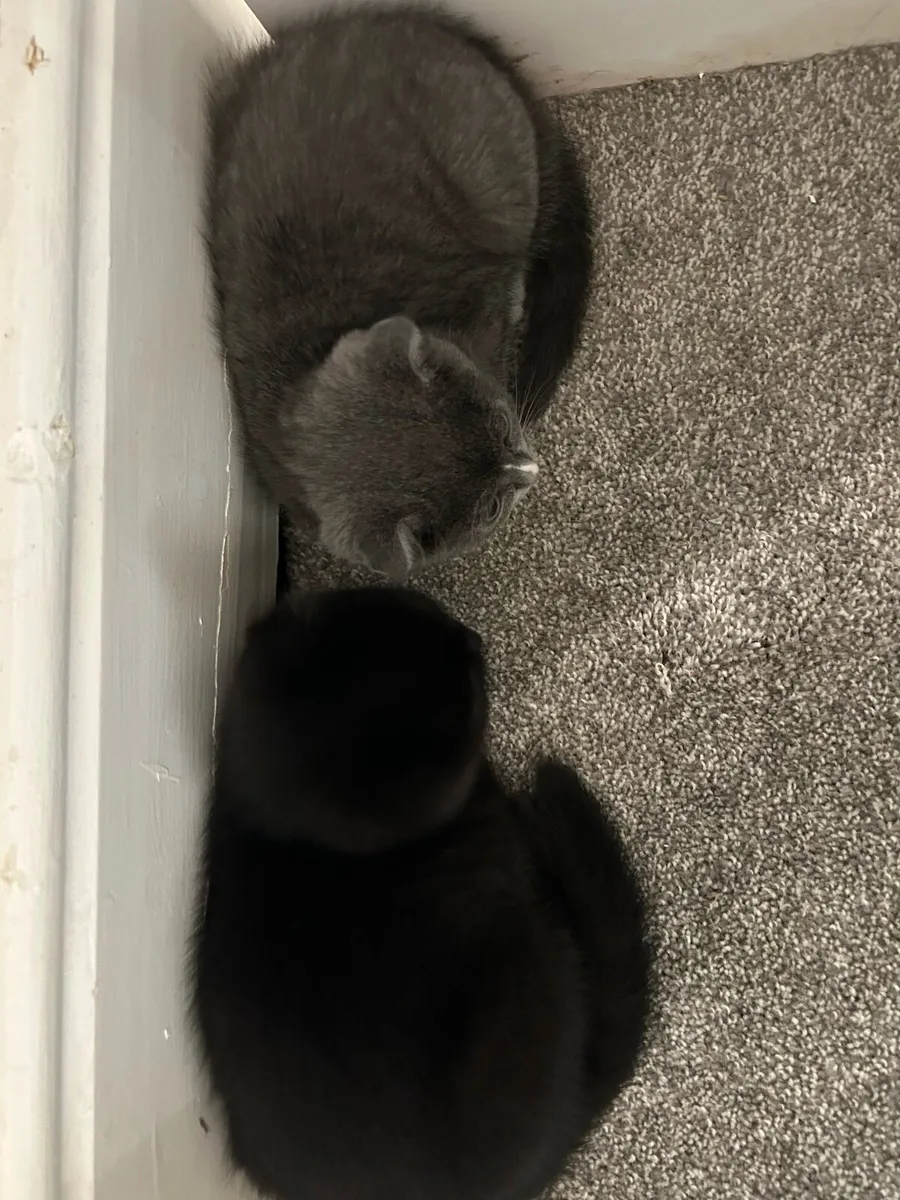 British short hair - Image 2