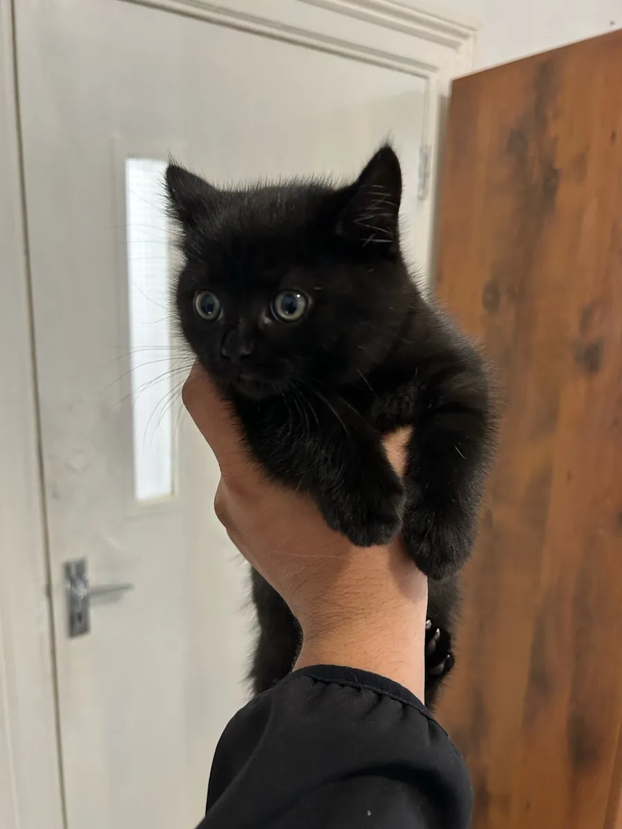 British short hair - Image 3