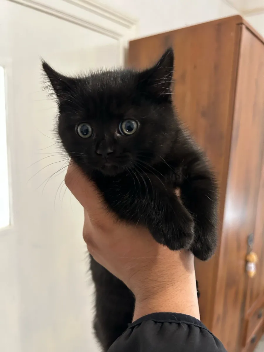 British short hair - Image 4