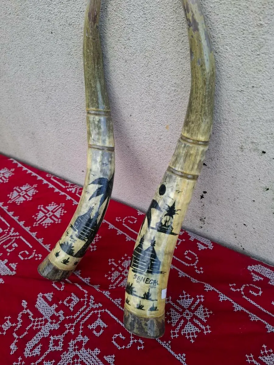 Waterbuffalo long horn possible to post - Image 2