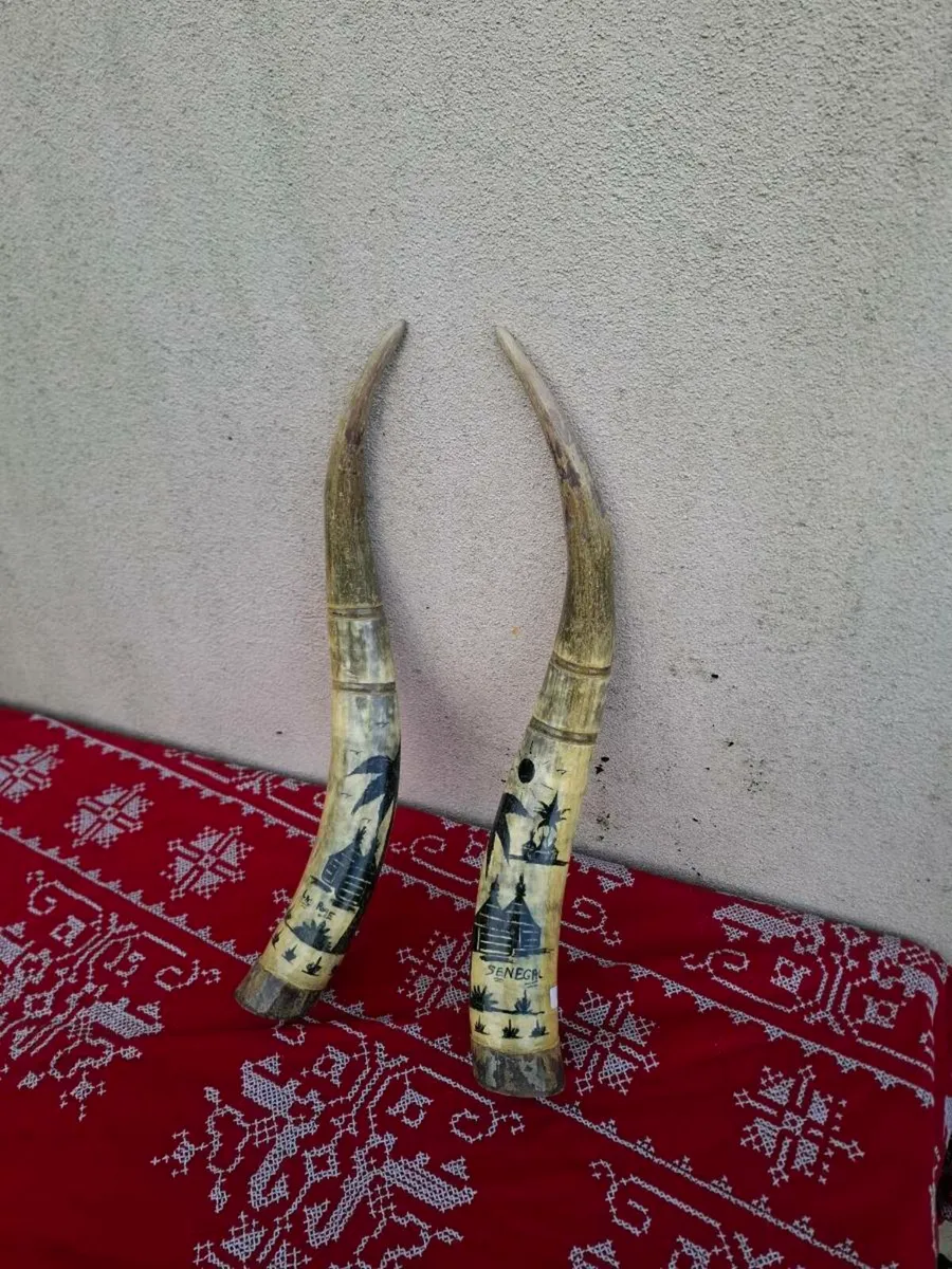 Waterbuffalo long horn possible to post - Image 3