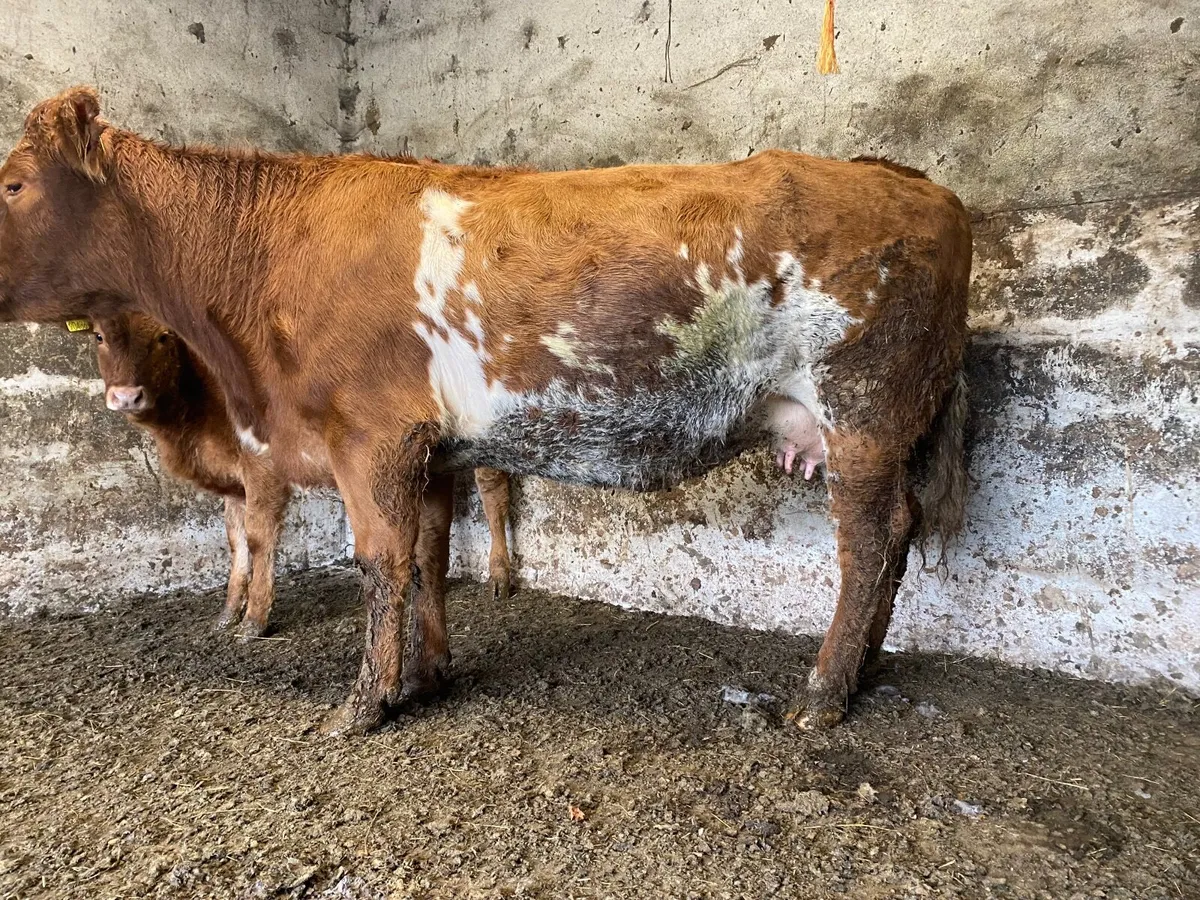 BB roan heifer with lim heifer calf - Image 1