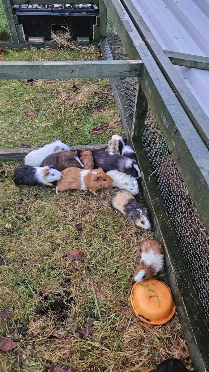 Guinea Pigs - Image 1