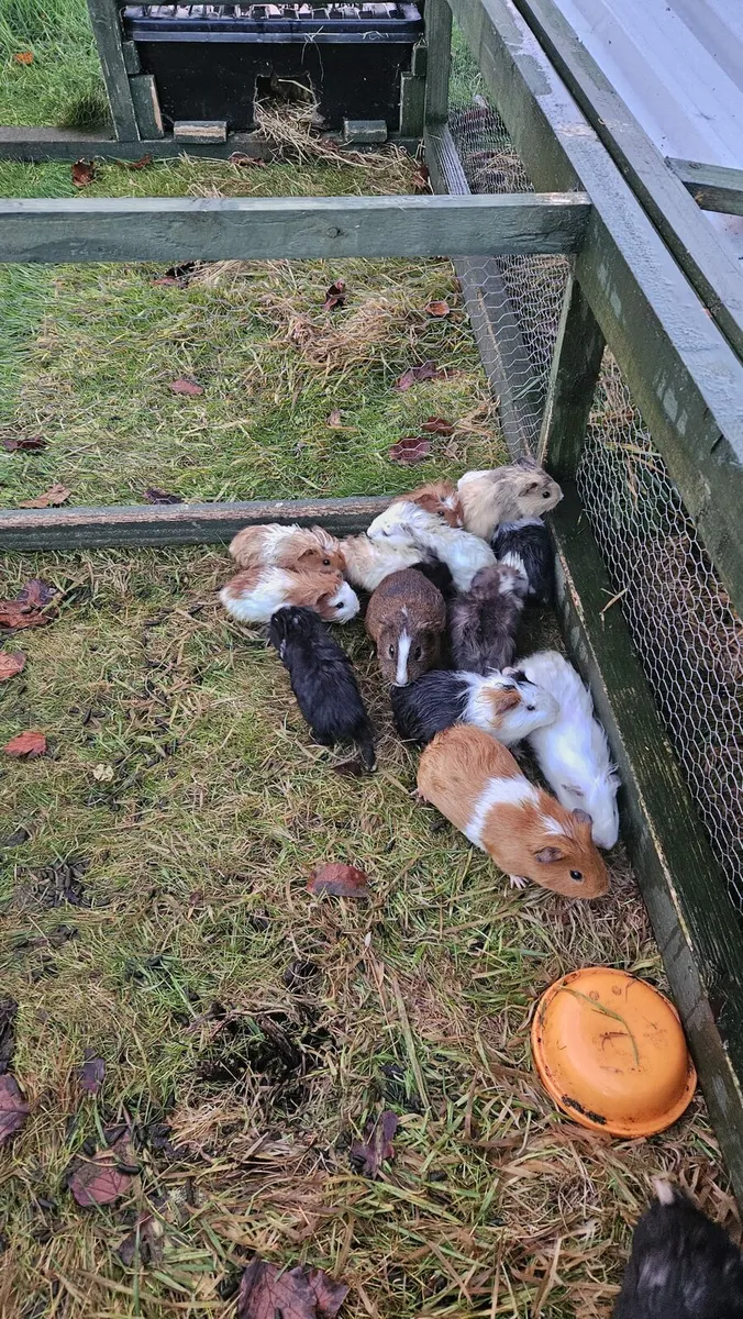 Guinea Pigs - Image 2