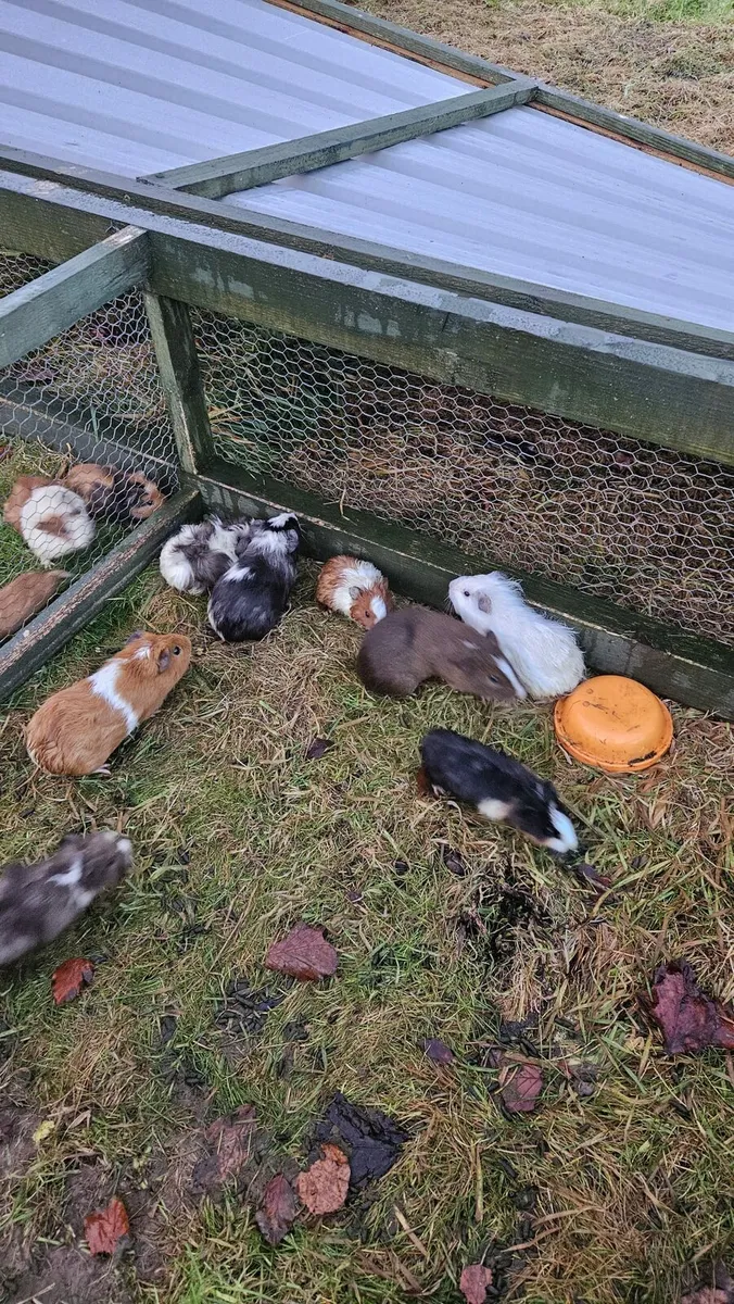 Guinea Pigs - Image 3