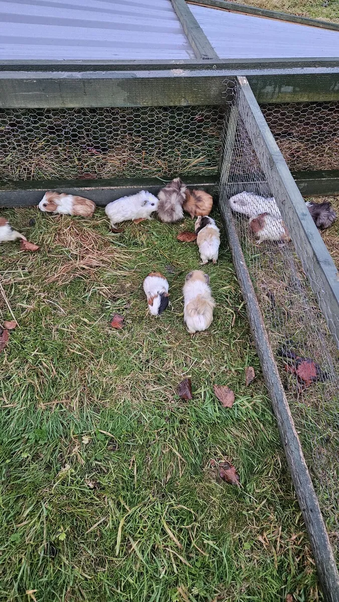 Guinea Pigs - Image 4
