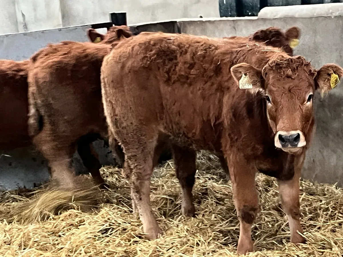 Super 280Kg LIM Heifer Weanlings - Image 1