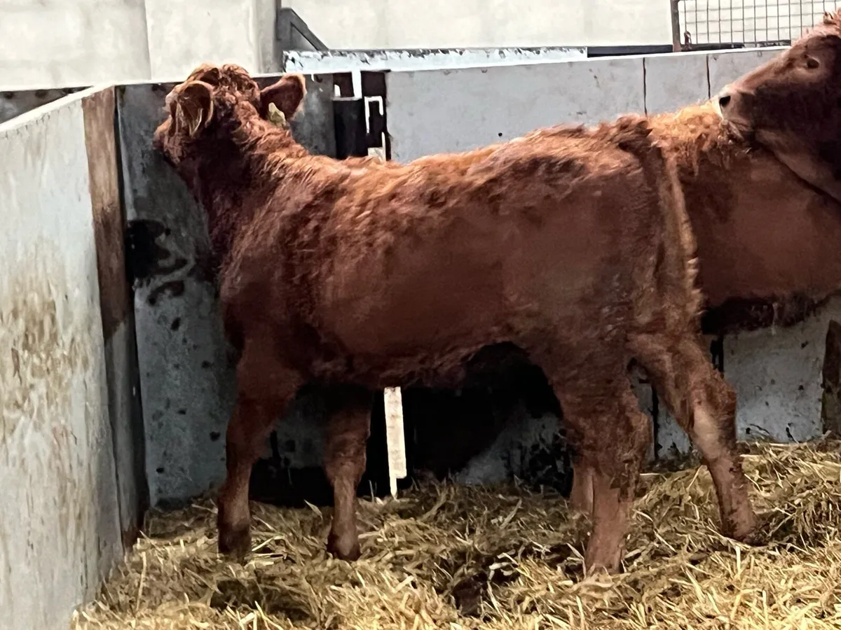 Super 280Kg LIM Heifer Weanlings - Image 3