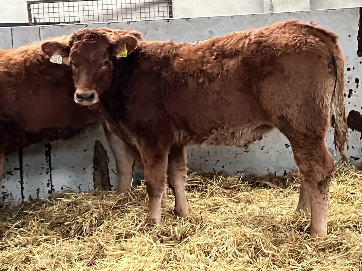 Super 280Kg LIM Heifer Weanlings - Image 4