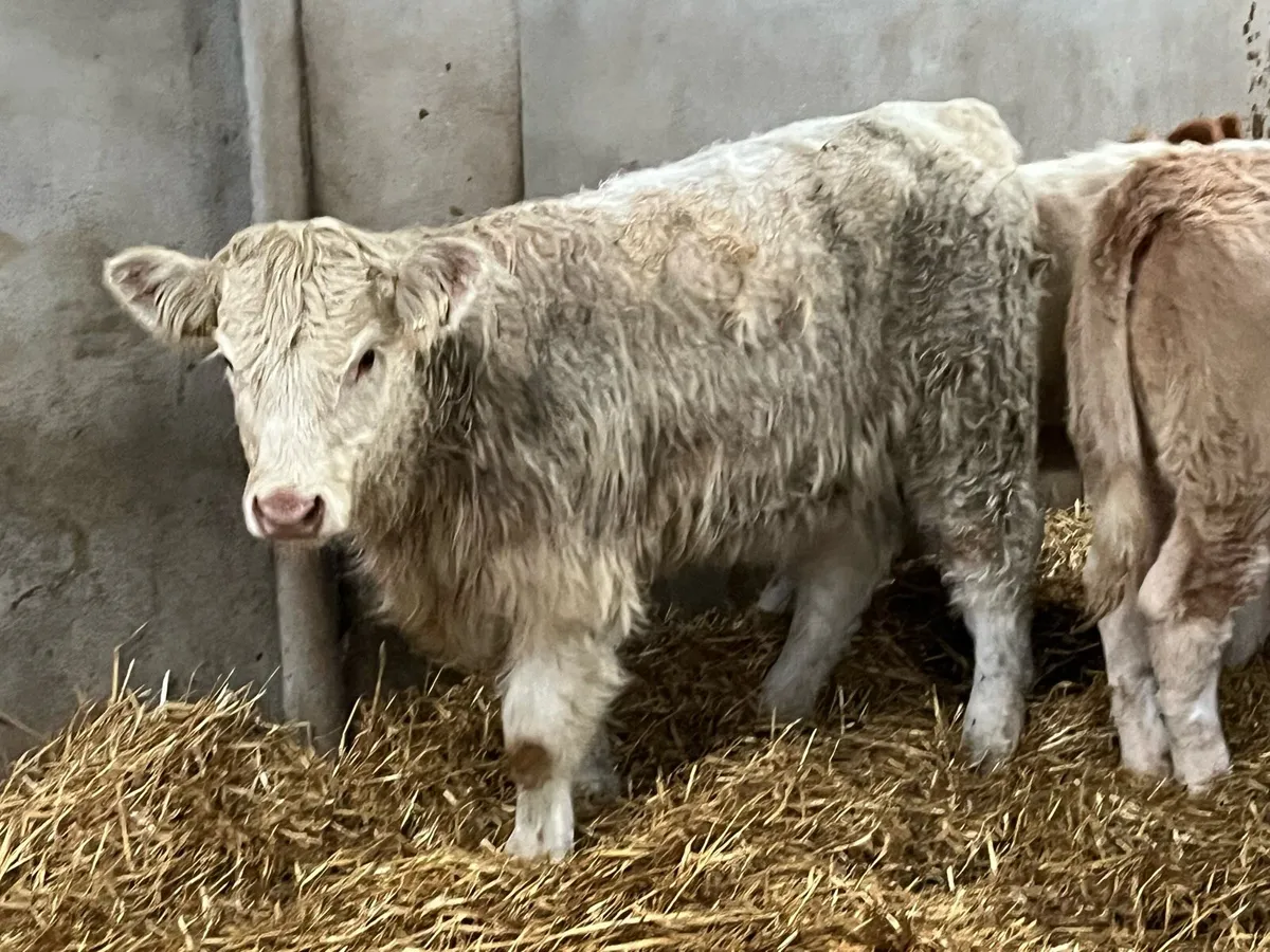 Super 300Kg CH Heifer Weanlings - Image 1