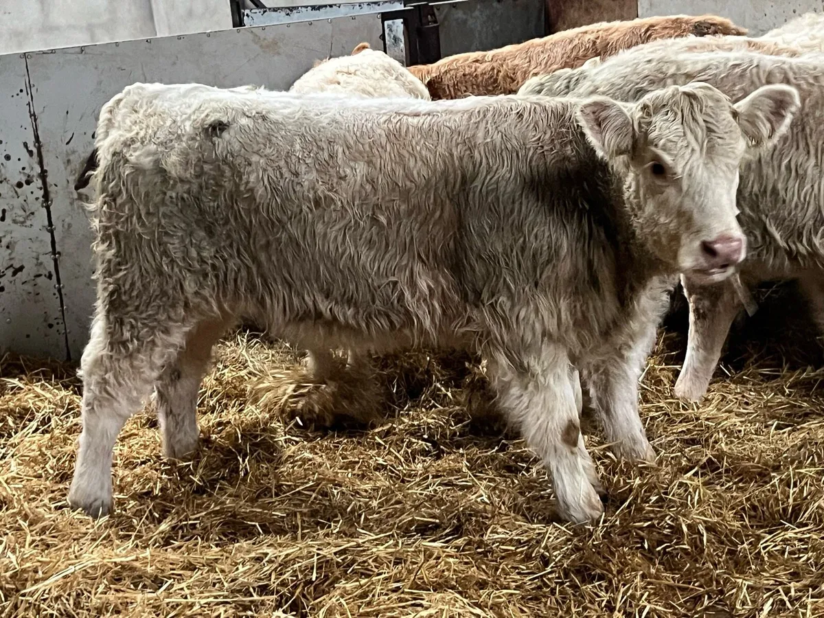 Super 300Kg CH Heifer Weanlings - Image 2